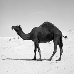 Black Arabian Camel in Qatar