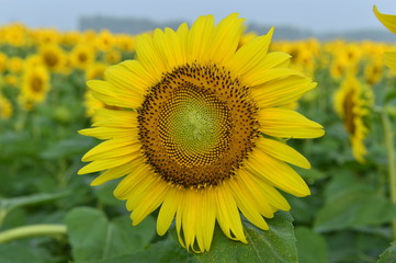 Fototapeta premium Sunflowers in the field