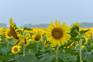 Fototapeta premium Sunflowers in the field