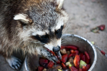 Waschbär beim Naschen