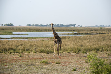 isolated giraffe in the savannah
