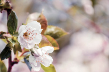 Fototapeta na wymiar beginning of spring blooming cherry buds pink colors