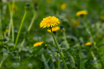 beautiful yellow dandelions in the natural environment