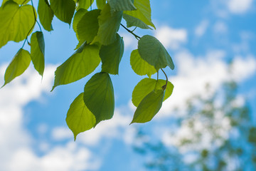 Linden leaves on sky background