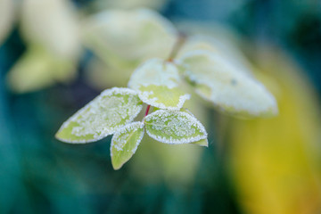 natural background snowberry in the forest and snow.