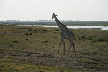 isolated giraffe in the savannah
