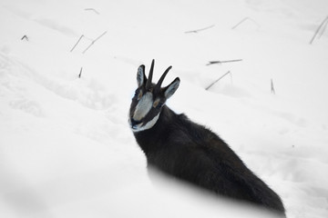 Il camoscio