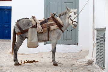 Working donkey