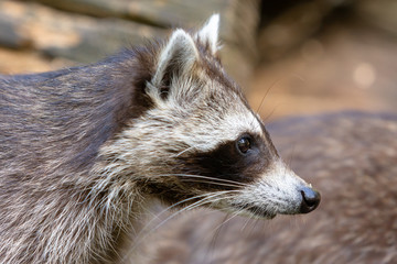 Waschbär