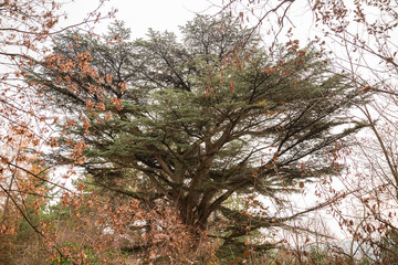 Libanon cédrus tree in Budapest