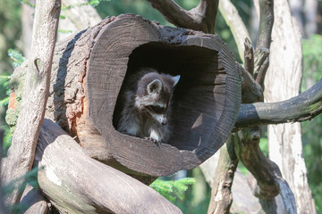 Waschbär in seiner Höhle