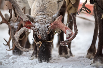 Reindeer team. Antlers and eyes of a deer close-up. Argish ethnic festival in Norilsk city. Krasnoyarsk region, Siberia, Russia.