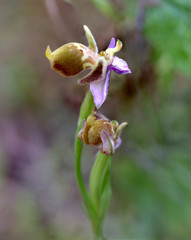 Stacked image of Heldreich's or Bishop's orchid (orphrys episcopalis or orphrys heldreichii) in a gorge on the Greek island of Crete.