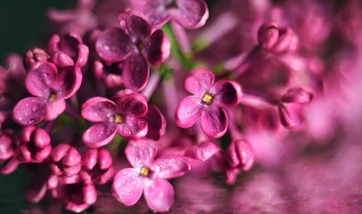 Flowers of lilac lilac on a wet background. Macro. Soft selective focus.
