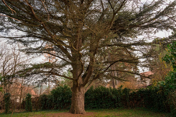 Libanon cédrus tree in Budapest