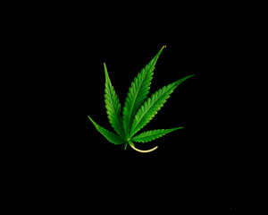 Marijuana border design on a black background. Symbol for medicinal pot or medical weed. Green leaves as a cannabis drug communication symbol.