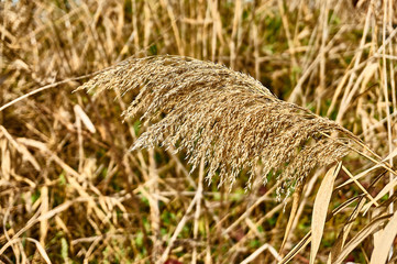 Selective focus close-up  of a dense panicle of dry reeds against the background of reed stems. Blurred backdrop of dry reed stalks and other tall grass. Nature concept for design.