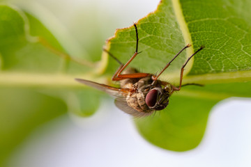 Makro einer Fliege