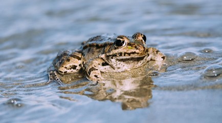 Frog in water