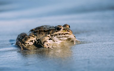 Frog in water