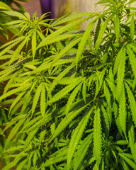 Fototapeta premium Medical cannabis plant in greenhouse. Marijuana flowering buds, hemp plant. Very large indoor weed harvest.