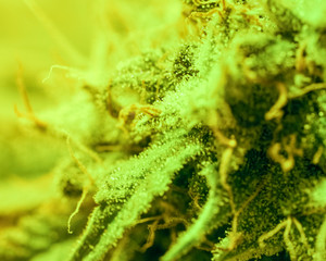 Close-up Marijuana Bud. Macro of trichomes on female cannabis indica plant leaf. Cannabis flower seen under a microscope. tetracanabinol contained in trichomes of marijuana.