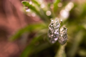 Obraz premium Drops of water from the dew on the leaves of a rosemary.