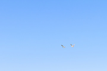 Two ducks fly in the blue sky in late spring