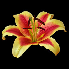 flower yellow red lily isolated on black background. Close-up. Nature.