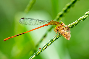 dragonfly on leaves , dragonfly eating small butterfly