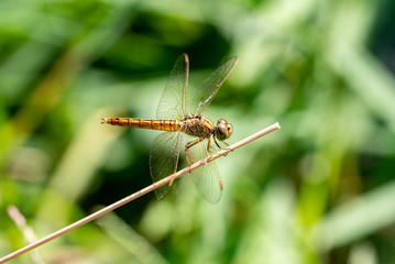 dragonfly on tree branch