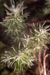 Macro of some rosemary leaves, Rosmarinus officinalis, covered with drops of rainwater.