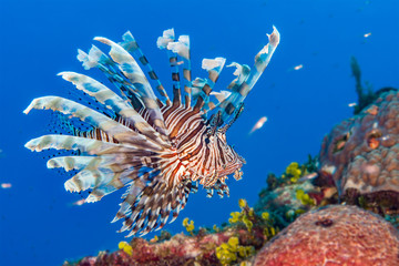Naklejka na ściany i meble Lionfish in the Bahamas