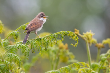 Whitethroat calling on bracken