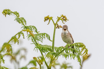 Whitethroat calling head on
