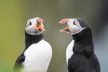 Mirroring behaviour