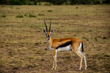Naklejka na ściany i meble impala in serengeti national park tanzania africa