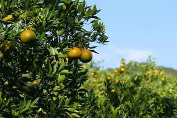 色づきかけのミカン