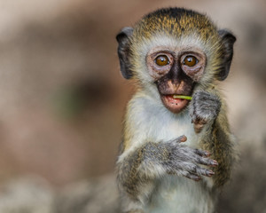 vervet monkey