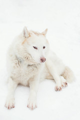 white husky dog lying on the snow