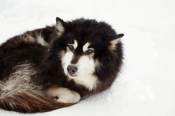 dark husky dog lying on the snow