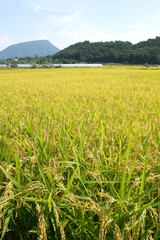 Rice and rice fields in korea.