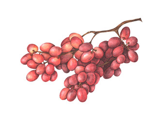 Bunch of red grapes isolated on white background. Hand drawn watercolor illustration.
