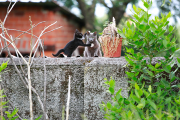 Katzen frei lebend