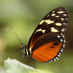 Isabellas tiger butterfly Eueides isabella