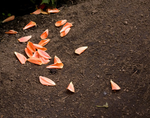 Dahlia petals