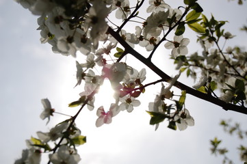 branch of cherry tree with flowers
