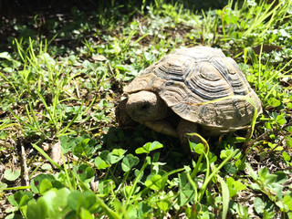Schildkröte