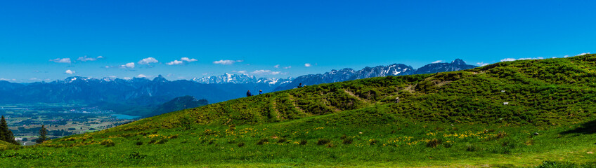 Panorama Berge von Füssen mit Seen Allgäu mit blumenwiese im Vordergrund