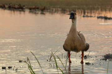 Lifestyle of goose in the countryside